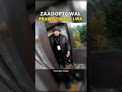 CHCIAŁ ADOPTOWAĆ LWA #shorts #viral #fuuny thumbnail