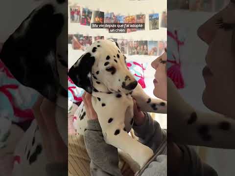 Ma vie depuis que j'ai adopté un chien #pourtoi #foryou thumbnail