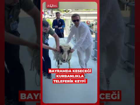 Bayramda keseceği kurbanlıkla teleferik keyfi yaptı #shorts #kurban #teleferik thumbnail