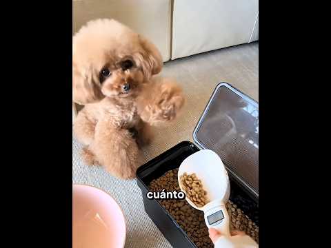 Cachorro Inteligente Aprende Todo 😱🐶 #Catsoftiktok #CatLovers #cat #cute #FunnyCats #catcartoon #fyp thumbnail