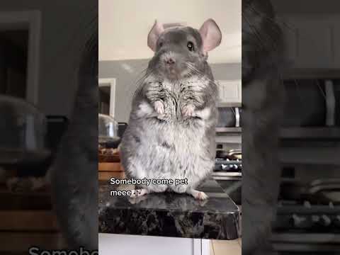 The best belly for pokes 🥹 👉 #fyp #pets #chinchilla thumbnail