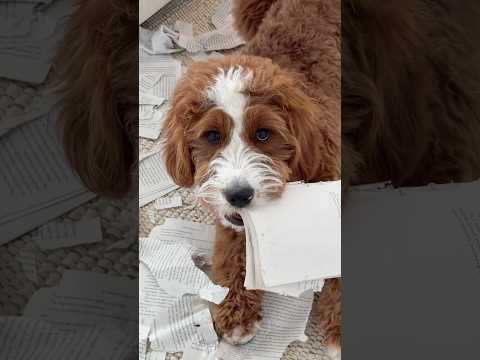 not Daisy’s fault. Just what happens when puppy energy has nowhere to go #dogs thumbnail