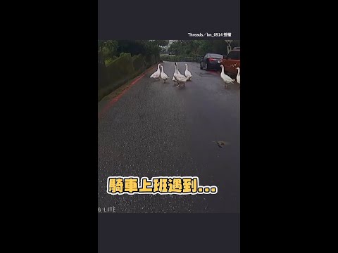 【上班遇到鵝霸】不爽被叭！竟集體展翅逼近超派｜#寵物雲 #shorts thumbnail