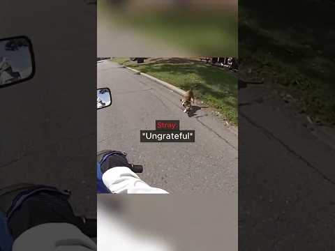 When a Biker Feeds an Ungrateful Puppy... thumbnail