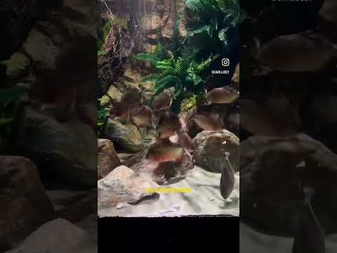 Piranha pack vs BUCKET OF SHRIMP!! thumbnail
