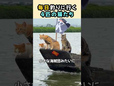 毎日釣りに行く4匹の猫たち thumbnail