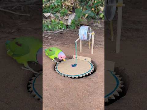 Creativity Technique Parrot Trap #shorts thumbnail