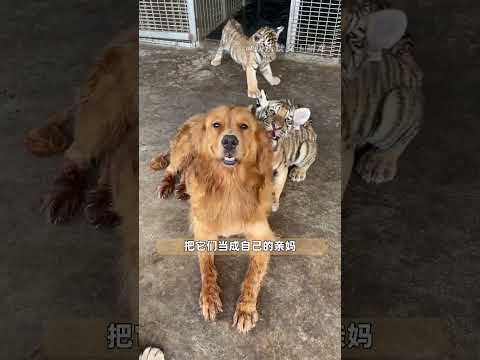 国服最强奶妈 #金毛 #动物 #老虎 #老铁娱乐观察站  #大熱門 thumbnail