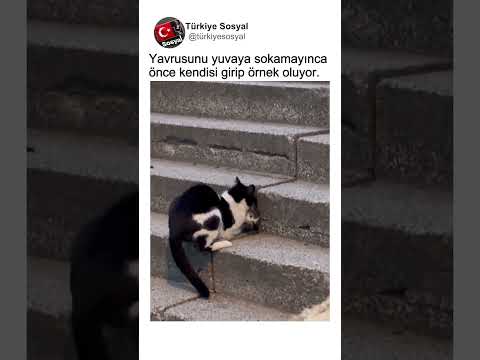 Dar Yuvaya Yavrusunu Sokamayınca Anne Kedinin Örnek Olan Davranışı👏👏 thumbnail