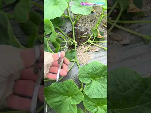Tips for improving muskmelon quality: cut off extra side shoots at base of main vines with scissors thumbnail