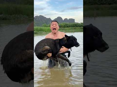 Turning a Teddy Bear Into a Pet With a Shocking Ending#survivalskills #lifehacks#dog thumbnail