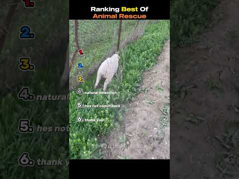 Ranking The Best Of Animal Rescue thumbnail