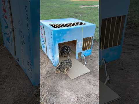 Beautiful Quail Trap Using Cardboard Box #shorts thumbnail