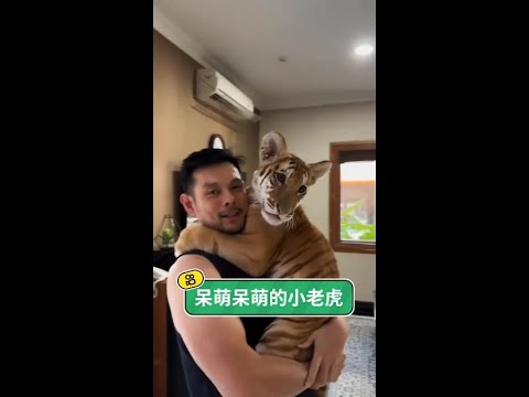 養一隻老虎當寵物：一段跨越物種、溫暖而又深刻的生命羈絆。 thumbnail