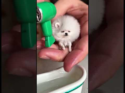 Questo ragazzo ha un mini amico cagnolino | Ma a lui piace fare il bagno tutti i giorni 😳🫡 thumbnail