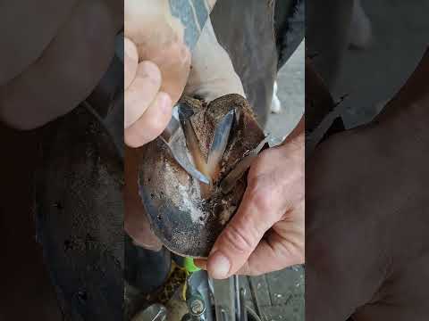 Satisfying Hoof Trimming🐴 #shorts #hooftrimming #satisfying #hoofcare #horseshoeing thumbnail