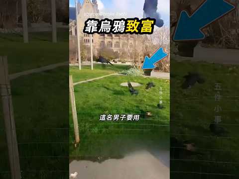 耐心訓練烏鴉，另類提款機🐦‍⬛ thumbnail