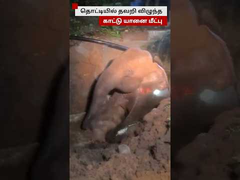 நீர் சேகரிப்பு தொட்டியில் தவறி விழுந்த காட்டு யானை மீட்கப்பட்டது எப்படி? thumbnail