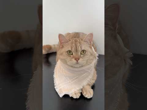 The bare minimum #cats #catsofyoutube #funny #catshorts #cat thumbnail