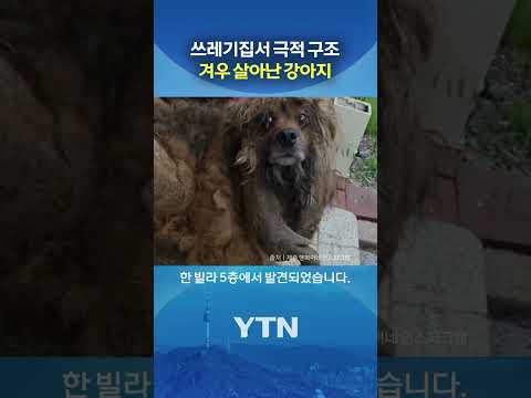 방치돼 털 무게만 6.7kg #shorts / YTN thumbnail