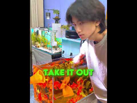 this tissue accidentally cleaned the entire fish tank 😳🐟 #usa thumbnail