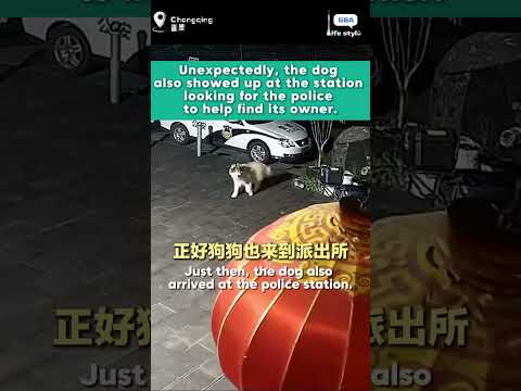 狗狗走丟了，女子去派出所報案，沒想到狗狗也來派出所想找警察幫忙。#狗 #萌寵 #派出所 #警察 thumbnail