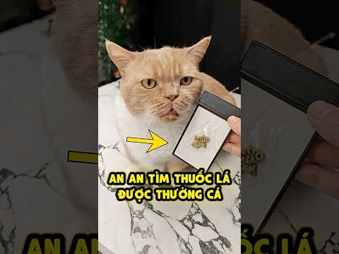Mèo con tìm thuốc lá được khen thưởng👍🚬 thumbnail