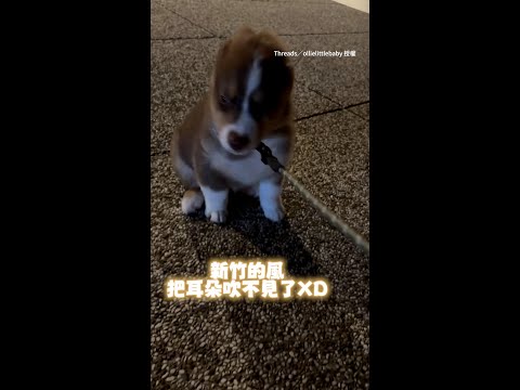 【牧羊犬初見新竹的風】耳朵被吹消失表情好呆萌XD｜#寵物雲 #shorts thumbnail