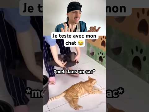 😂 Mon Super Chat Est Trop Drôle!!! FR #short #humour #memes #catmemes thumbnail