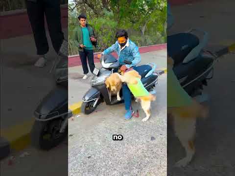 Mi Amigo Perrito Rocky No Bajaba De Mi Coche ? thumbnail