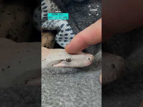 Mans Friendship With Land Animals Big And Small thumbnail