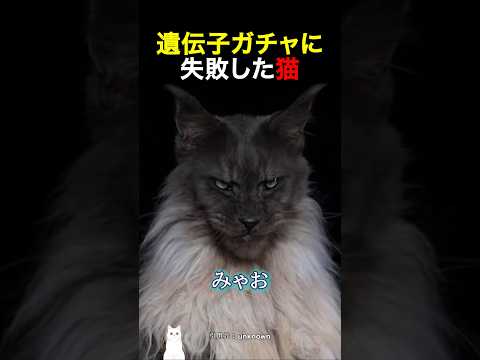 遺伝子ガチャに失敗した猫 thumbnail