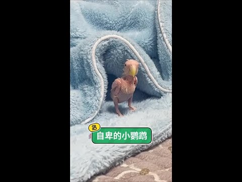 #歌曲雪花雪花你可聽見 患有脫毛症的小鸚鵡，因遭到同伴的嫌棄而變得非常的自卑 #鸚鵡 #動物的迷惑行為 #老鐵家的毛孩子 @快手熱點(O3xddgkd5fav5if9) @快手寵物(O3xdzi7g thumbnail