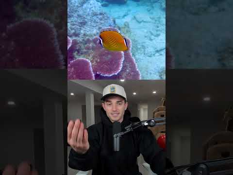 Sounds You’ve Never Heard Before thumbnail