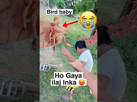 Ho Gaya Ilaj Bird baby Condition ? thumbnail