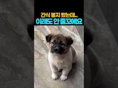 ❤️70만뷰❤️이 귀여운 똥강아지 봉지 보고 간식인 줄 알았나봐요 ㅎㅎ #강아지 #댕댕이 #애견영상 thumbnail