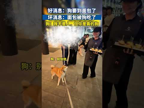 好消息：狗要到面包了，坏消息：面包被狗吃了#狗狗日常 #宠物搞笑 #柴犬 #萌宠出道计划 #萌宠成精了 #搞笑 thumbnail