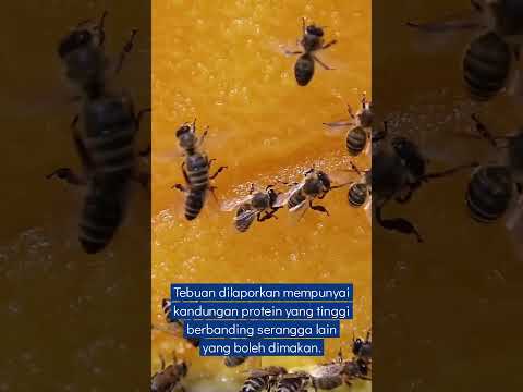 Snek biskut tebuan tanah thumbnail