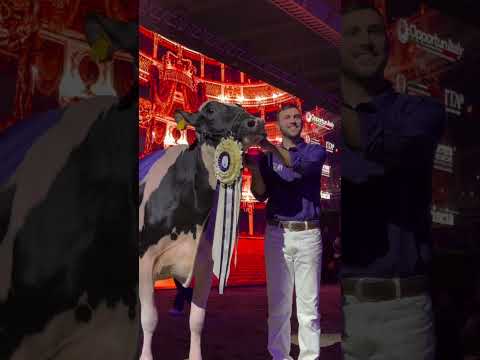 هذه البقرة قد تجعلك مليونيرًا! thumbnail