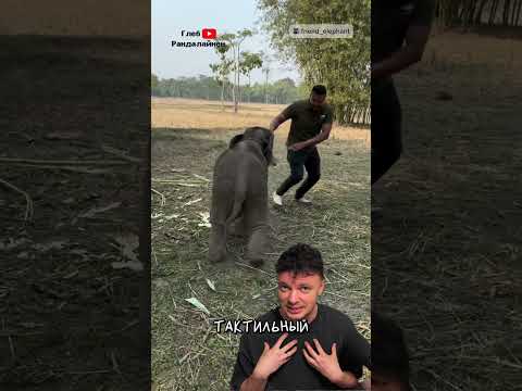 Слонёнок Играет с Человеком 🐘 thumbnail