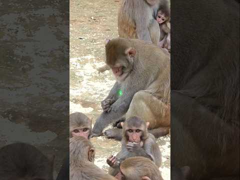 Big Monkey Trying To Catch The Laser Light. #theboss #animals #monkey thumbnail