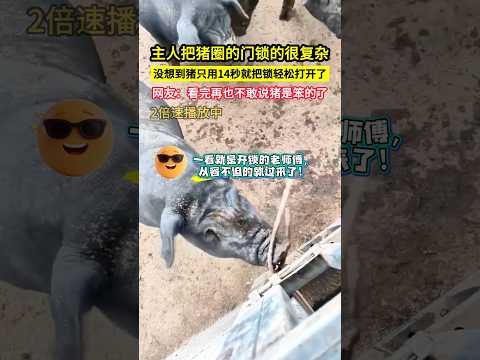主人把豬圈的門鎖的很複雜，沒想到豬隻用14秒就把鎖輕鬆打開了，網友：看完再也不敢說豬是笨的了！#shorts thumbnail