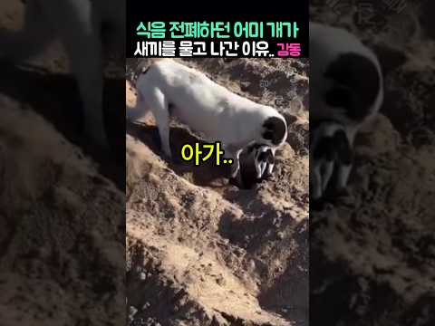 식음전폐하던 어미개가 새끼를 물고 나간 이유(감동주의) thumbnail
