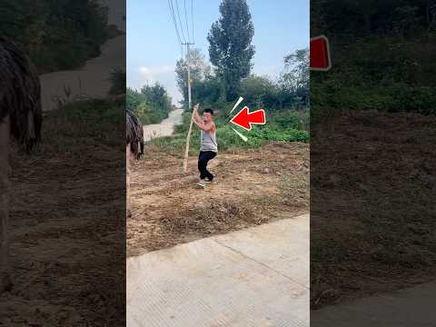 Cậu Bé Cưỡi Đà Điểu Và Cái Kết Đắng #shorts thumbnail
