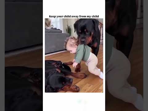 Protective Dad Dog 😂🐶❤️ #shorts thumbnail