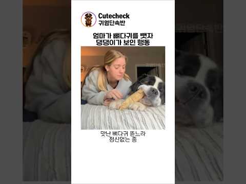 엄마가 뼈다귀를 뺏자 댕댕이가 보인 행동 thumbnail