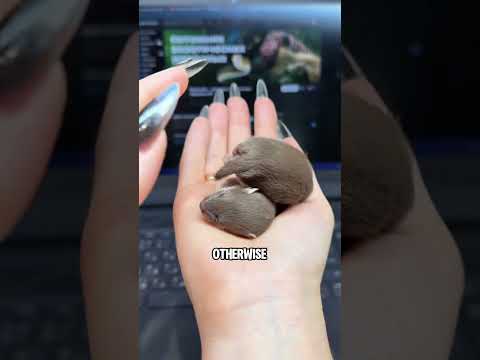 If you try to kiss a least weasel…… #youtubeshorts #pets #animals #weasel #cute thumbnail