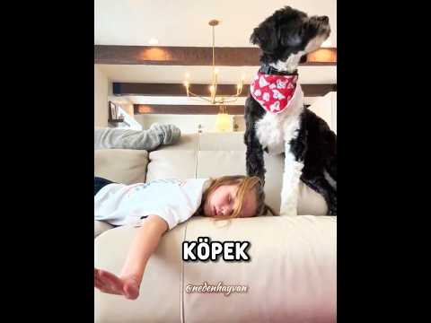Köpeği Onun Hayatını Kurtardı ❤️🐾 #shorts thumbnail