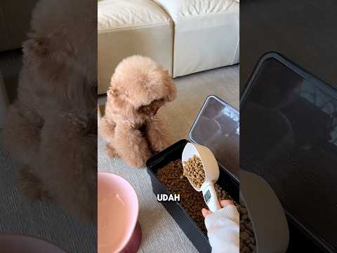 Anjing kecil nakal ini benar-benar pintar #shortsvideo thumbnail