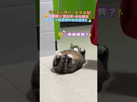 句句有回應的小板凳貓? ?：媽媽~我在呢?你在哪呢❓ 網友：好寶寶 知道擋住隱私部位?? #cat #cute #funny #shorts #funnyshorts thumbnail